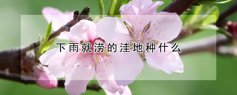 下雨就澇的窪地種什麼