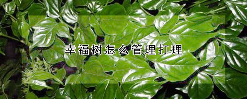 幸福樹怎麼管理打理