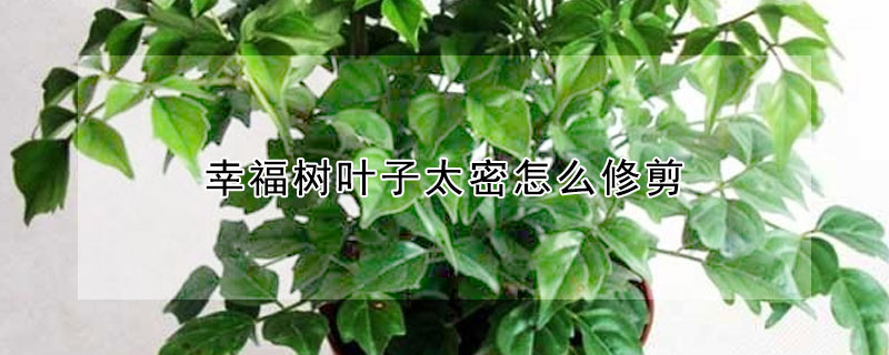 幸福樹葉子太密怎麼修剪