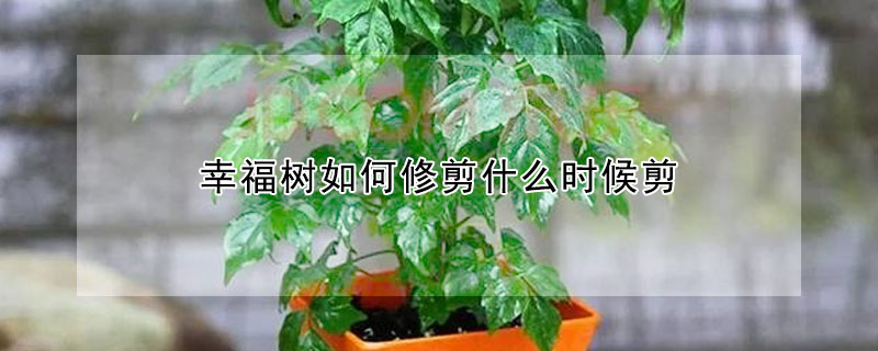 幸福樹如何修剪什麼時候剪