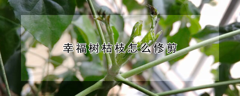 幸福樹枯枝怎麼修剪