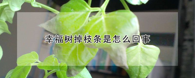 幸福樹掉枝條是怎麼回事