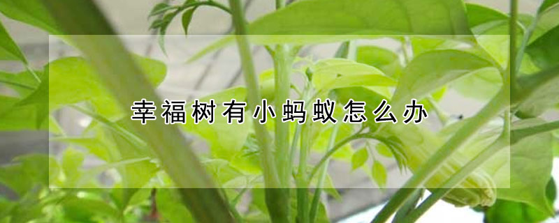 幸福樹有小螞蟻怎麼辦