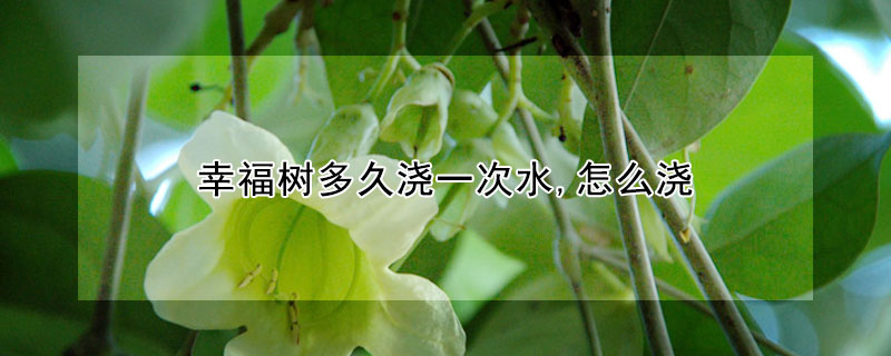 幸福樹多久澆一次水,怎麼澆