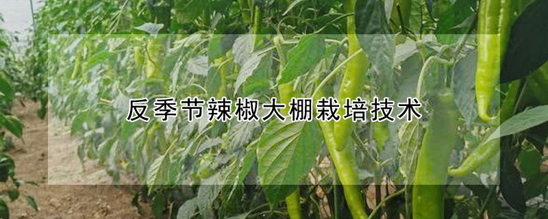 反季節辣椒大棚栽培技術