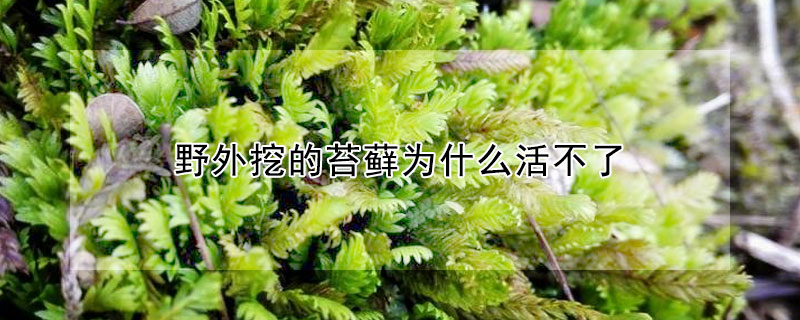 野外挖的苔蘚為什麼活不了