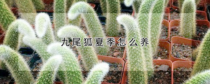 九尾狐夏季怎麼養