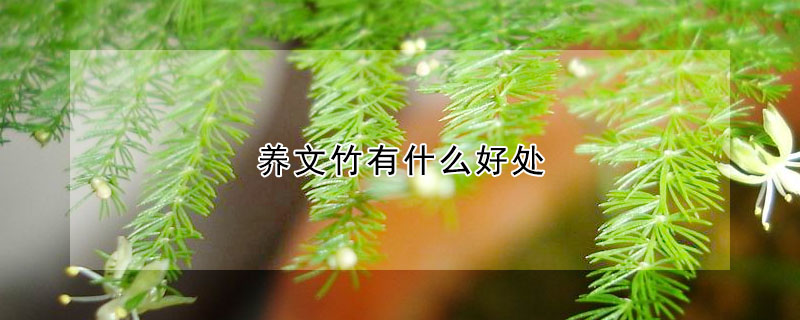 養文竹有什麼好處