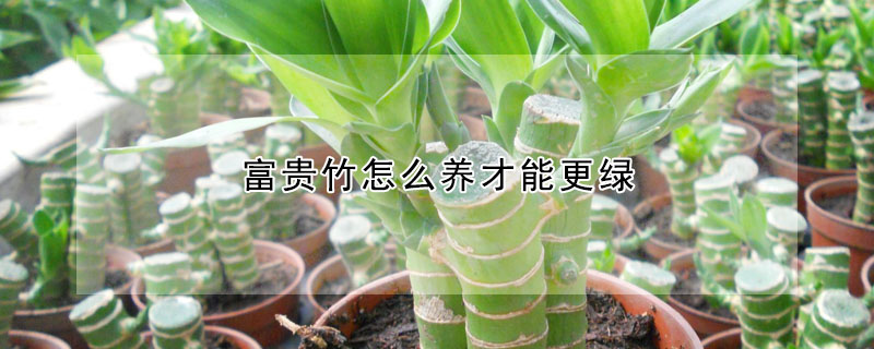 富貴竹怎麼養才能更綠