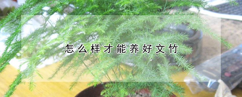 怎麼樣才能養好文竹