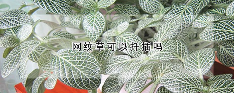 網紋草可以扡插嗎