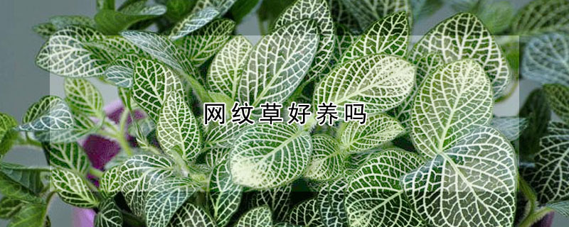 網紋草好養嗎