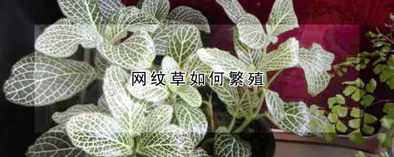 網紋草如何繁殖