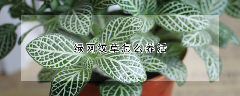 綠網紋草怎麼養活