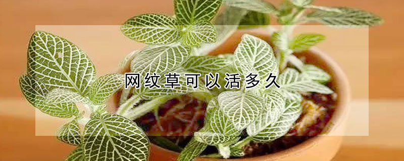 網紋草可以活多久