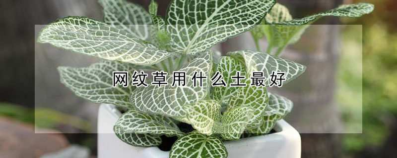 網紋草用什麼土最好