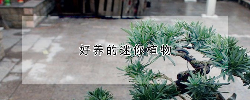 好養的迷你植物