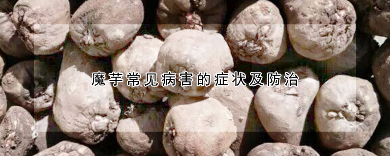 魔芋常見病害的症狀及防治