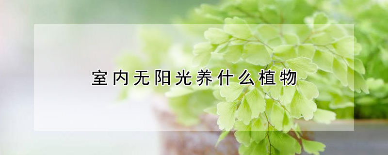 室內無陽光養什麼植物