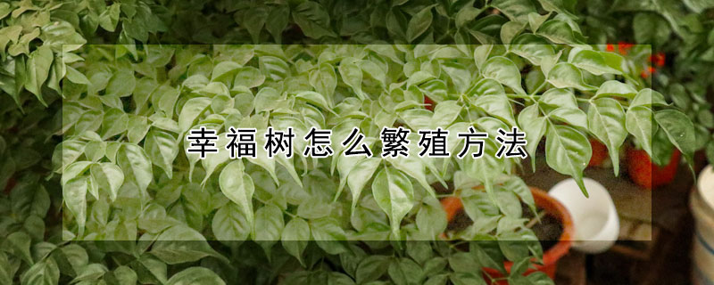 幸福樹怎麼繁殖方法