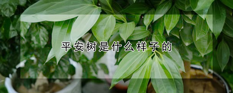 平安樹是什麼樣子的