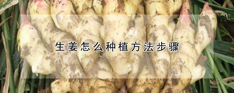 生薑怎麼種植方法步驟