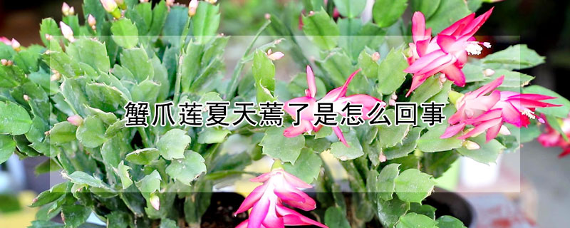蟹爪蓮夏天蔫了是怎麼回事