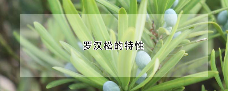 羅漢鬆的特性