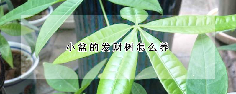 小盆的發財樹怎麼養