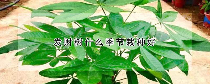 發財樹什麼季節栽種好