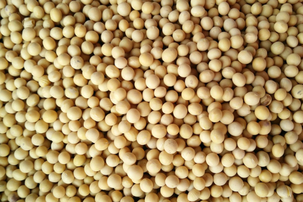 黃豆最晚什麼時候種 女人吃黃豆有什麼好處
