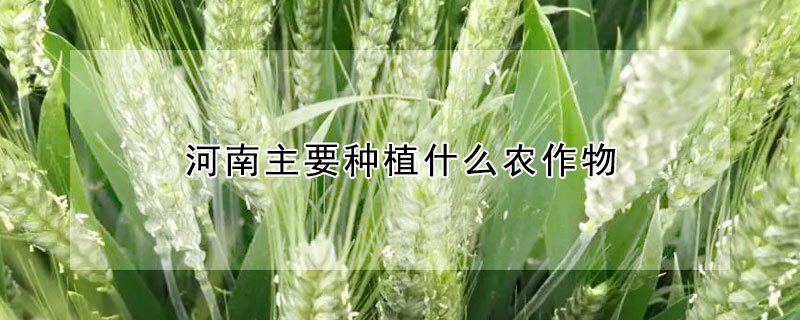 河南主要種植什麼農作物