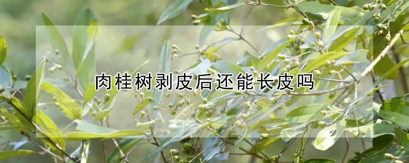肉桂樹剝皮後還能長皮嗎