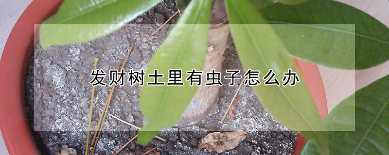 發財樹土裏有蟲子怎麼辦