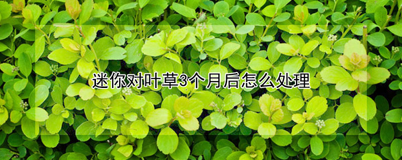 迷你對葉草3個月後怎麼處理