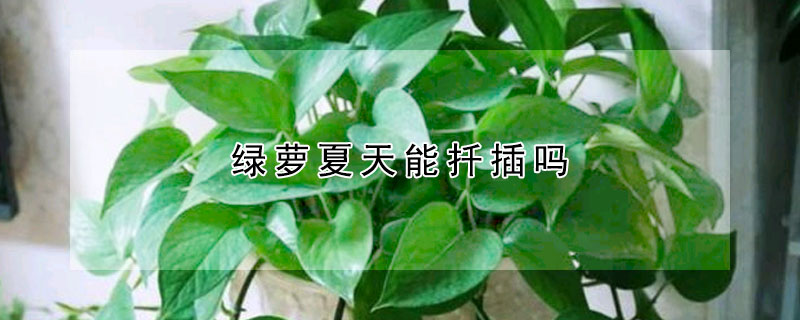 綠蘿夏天能扡插嗎