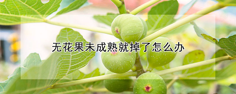 無花果未成熟就掉了怎麼辦