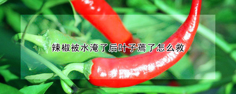 辣椒被水淹了後葉子蔫了怎麼救