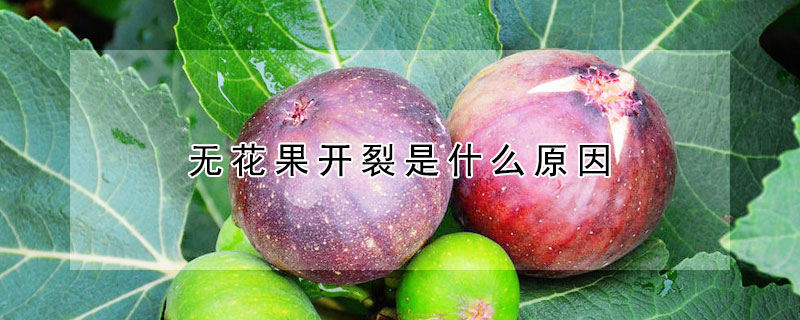 無花果開裂是什麼原因