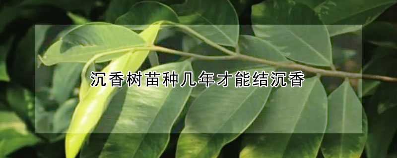 沉香樹苗種幾年才能結沉香