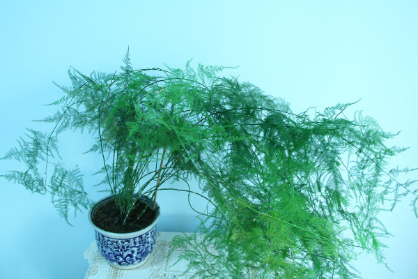 送老人什麼花好