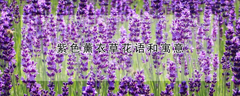 紫色薰衣草花語和寓意