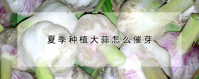 夏季種植大蒜怎麼催芽