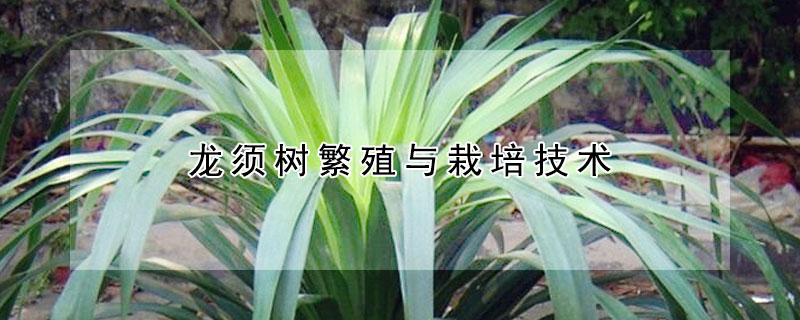 龍須樹繁殖與栽培技術
