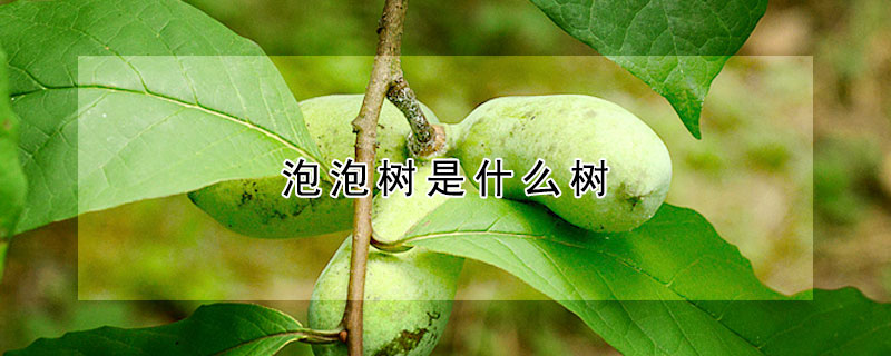 泡泡樹是什麼樹