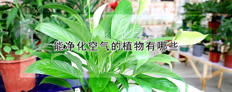能淨化空氣的植物有哪些