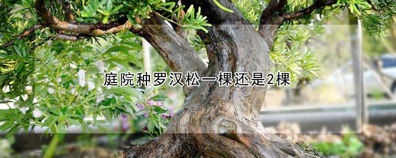庭院種羅漢鬆一棵還是2棵