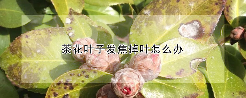 茶花葉子發焦掉葉怎麼辦