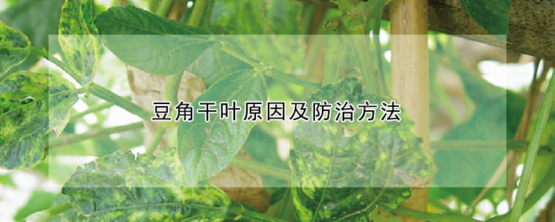 豆角幹葉原因及防治方法