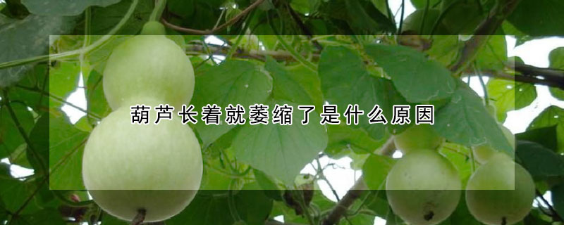 葫蘆長著就萎縮了是什麼原因